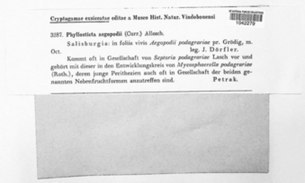 Mycosphaerella podagrariae image